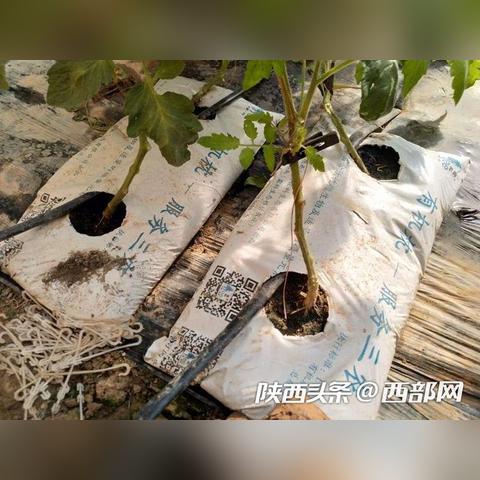 政策概要：2025全年资料免费大全功能——休耕补贴 vs 增产压力