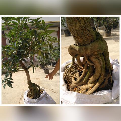 桂花鱼最新价格走势分析