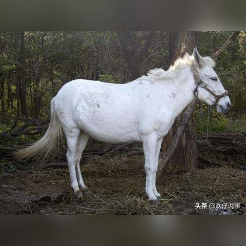 小白龙事件最新进展深度解析