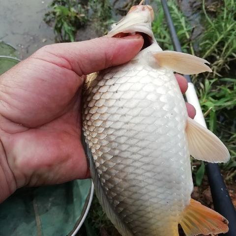 莫小鱼钓人新章揭秘，垂钓智慧与策略